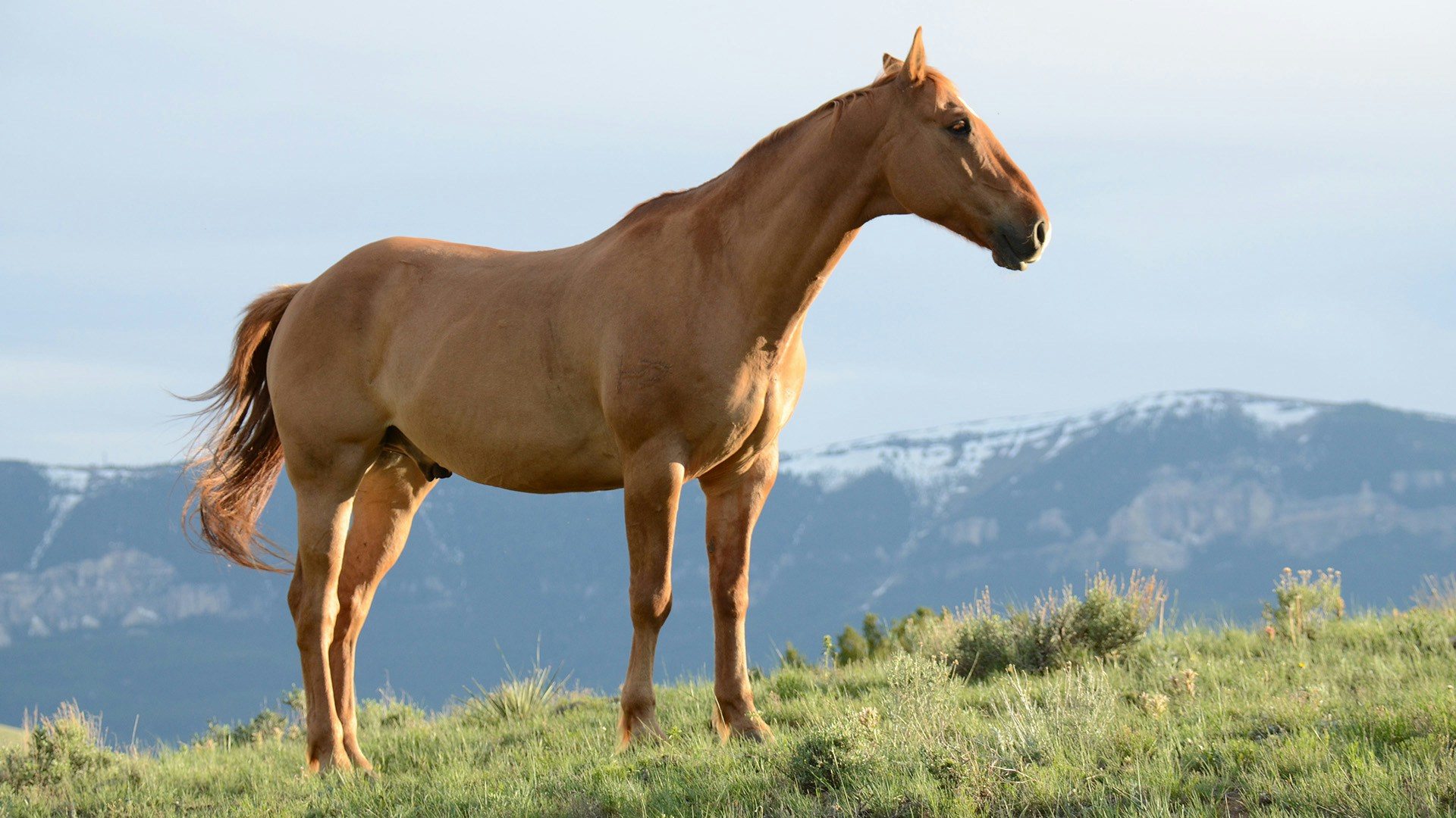 Brown horse with a mountain background