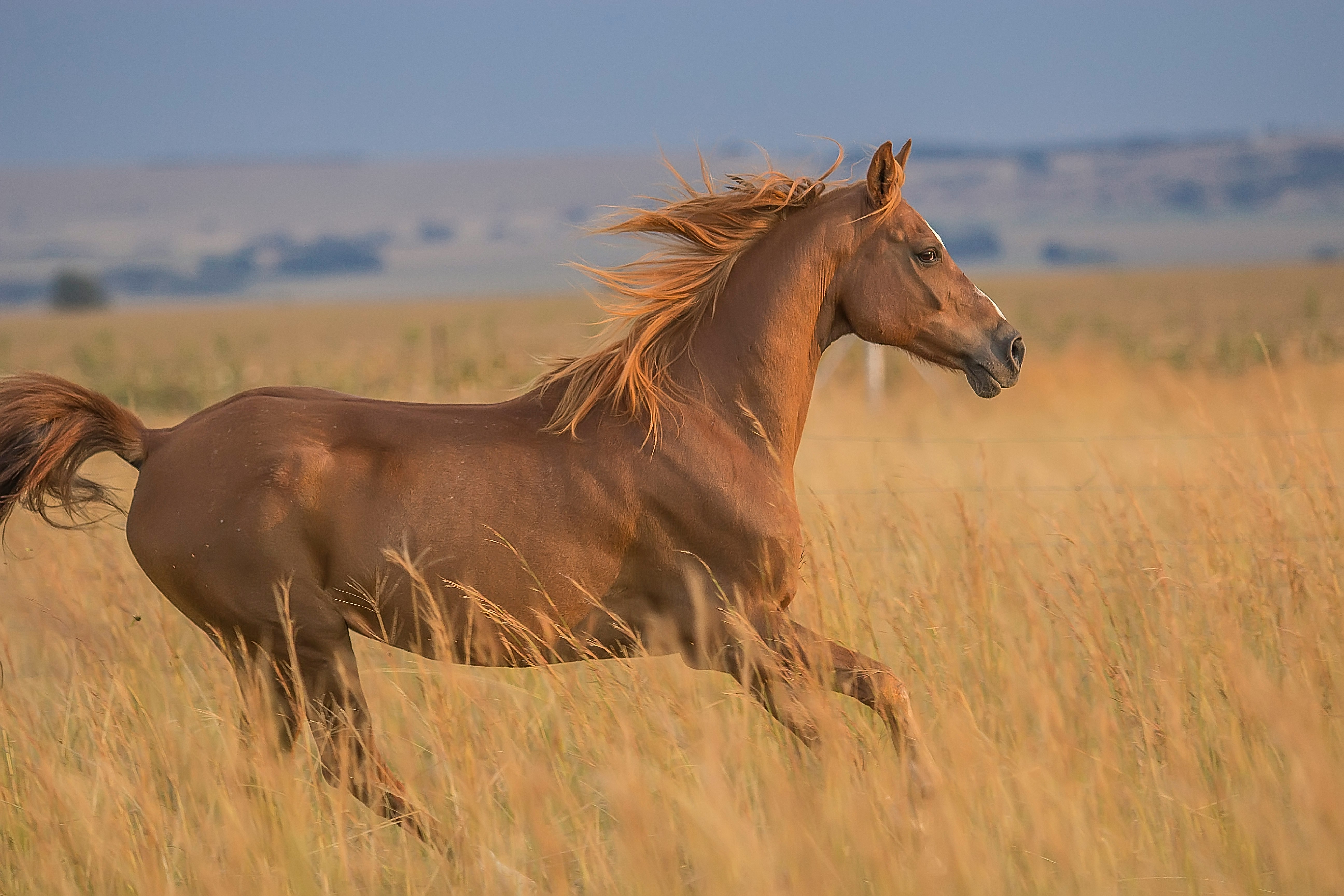 Brown horse standing in tall grass